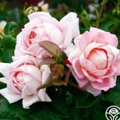 Heirloom Roses Amazing Grace™ Sale