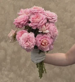 Heirloom Roses Amazing Grace™ Sale