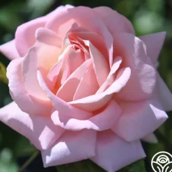 Heirloom Roses Amazing Grace™ Sale