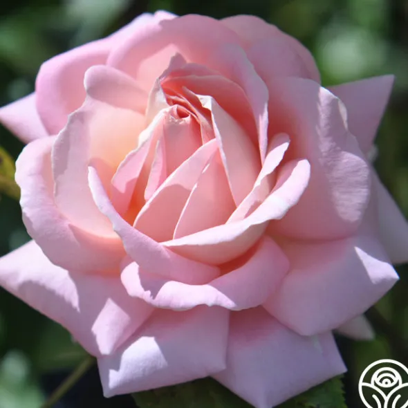 Heirloom Roses Amazing Grace™ Sale