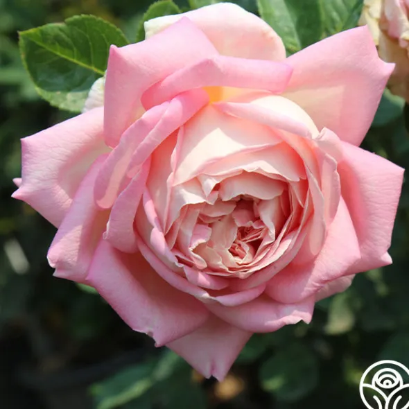 Heirloom Roses Amazing Grace™ Sale