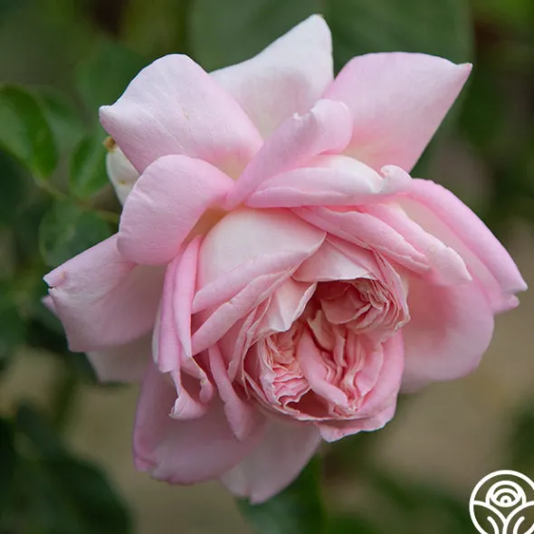 Heirloom Roses Amazing Grace™ Sale