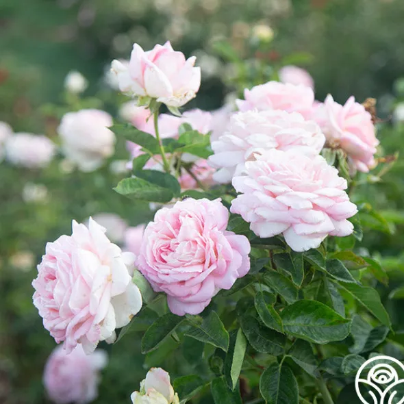 Heirloom Roses Amazing Grace™ Sale