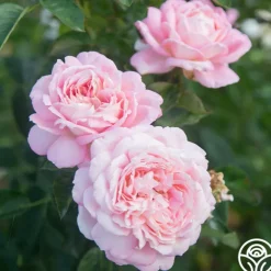 Heirloom Roses Amazing Grace™ Sale