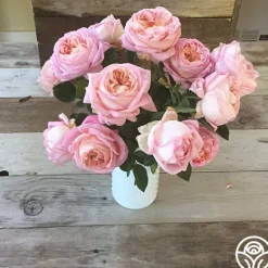 Heirloom Roses Amazing Grace™ Sale