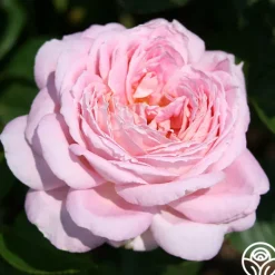 Heirloom Roses Amazing Grace™ Sale
