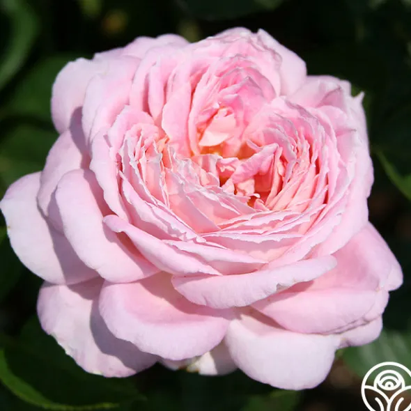 Heirloom Roses Amazing Grace™ Sale