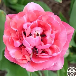 Heirloom Roses Amazing Grace New