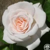 Heirloom Roses Amber Abundance® Hot