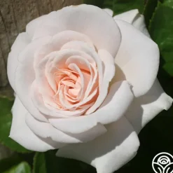 Heirloom Roses Amber Abundance® Hot