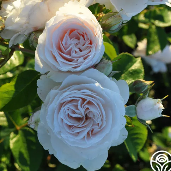 Heirloom Roses Amber Abundance® Hot