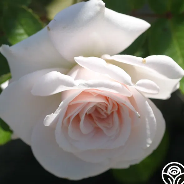 Heirloom Roses Amber Abundance® Hot