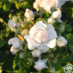Heirloom Roses Amber Abundance® Hot