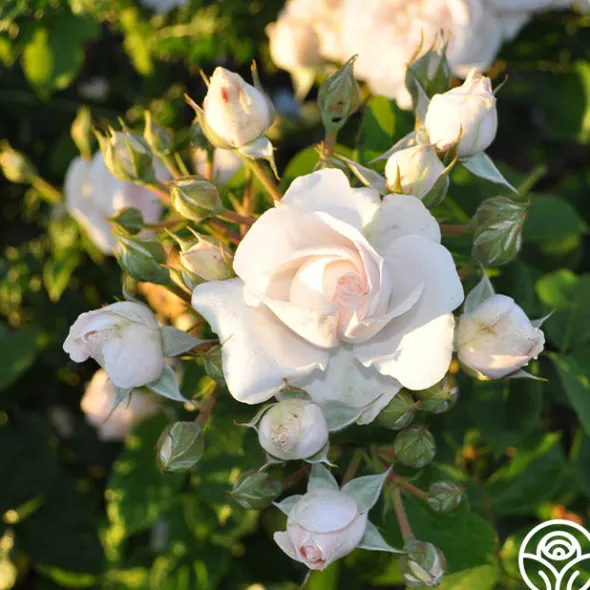 Heirloom Roses Amber Abundance® Hot