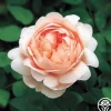 Heirloom Roses Ambridge Rose® Sale