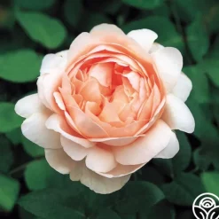 Heirloom Roses Ambridge Rose® Sale