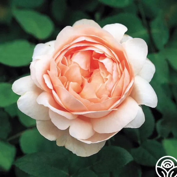 Heirloom Roses Ambridge Rose® Sale