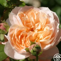 Heirloom Roses Ambridge Rose® Sale