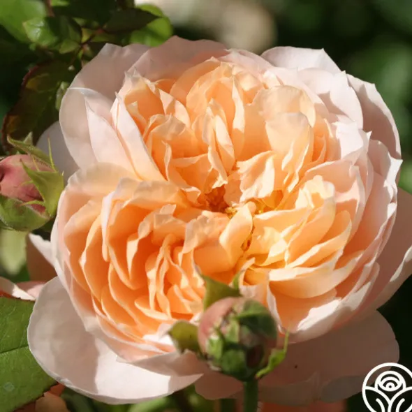 Heirloom Roses Ambridge Rose® Sale
