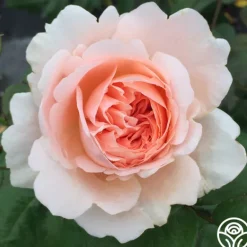 Heirloom Roses Ambridge Rose® Sale