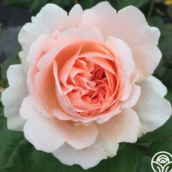 Heirloom Roses Ambridge Rose® Sale