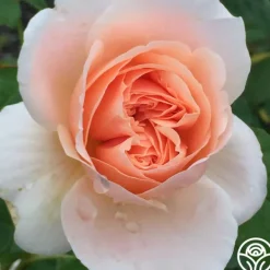 Heirloom Roses Ambridge Rose® Sale