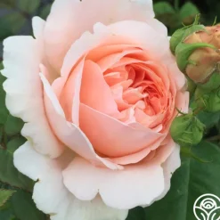 Heirloom Roses Ambridge Rose® Sale
