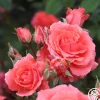 Heirloom Roses America™ Discount