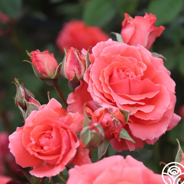 Heirloom Roses America™ Discount