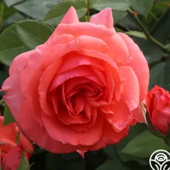 Heirloom Roses America™ Discount