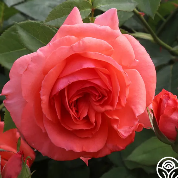 Heirloom Roses America™ Discount