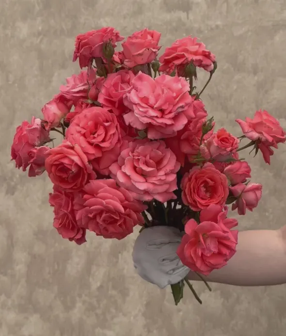 Heirloom Roses America™ Discount