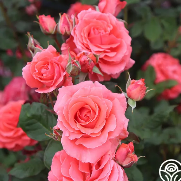 Heirloom Roses America™ Discount
