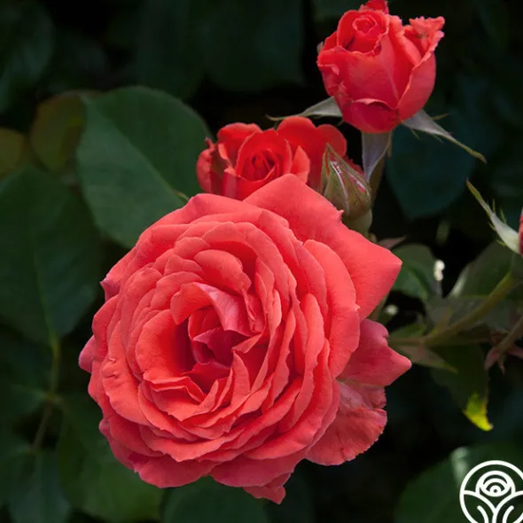 Heirloom Roses America™ Discount