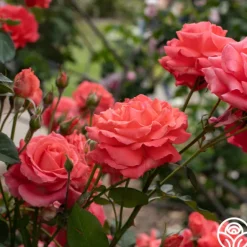 Heirloom Roses America™ Discount