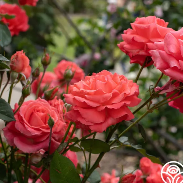 Heirloom Roses America™ Discount