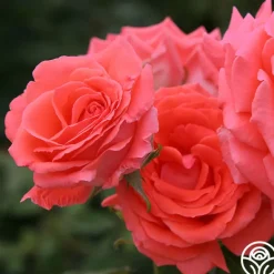 Heirloom Roses America™ Discount