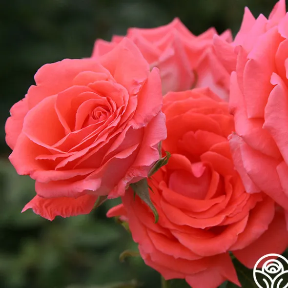 Heirloom Roses America™ Discount