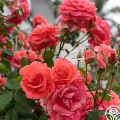 Heirloom Roses America™ Discount