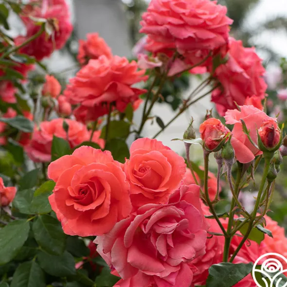 Heirloom Roses America™ Discount
