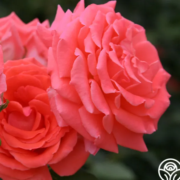Heirloom Roses America™ Discount