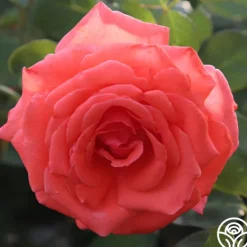 Heirloom Roses America™ Discount