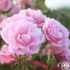 Heirloom Roses Amiga Mia Discount