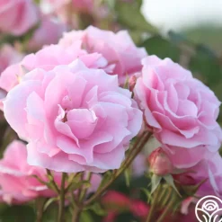 Heirloom Roses Amiga Mia Discount