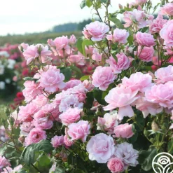 Heirloom Roses Amiga Mia Discount