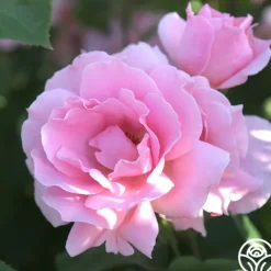 Heirloom Roses Amiga Mia Discount
