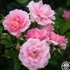 Heirloom Roses Amiga Mia Discount