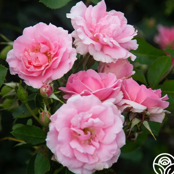 Heirloom Roses Amiga Mia Discount