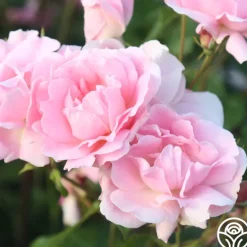 Heirloom Roses Amiga Mia Discount