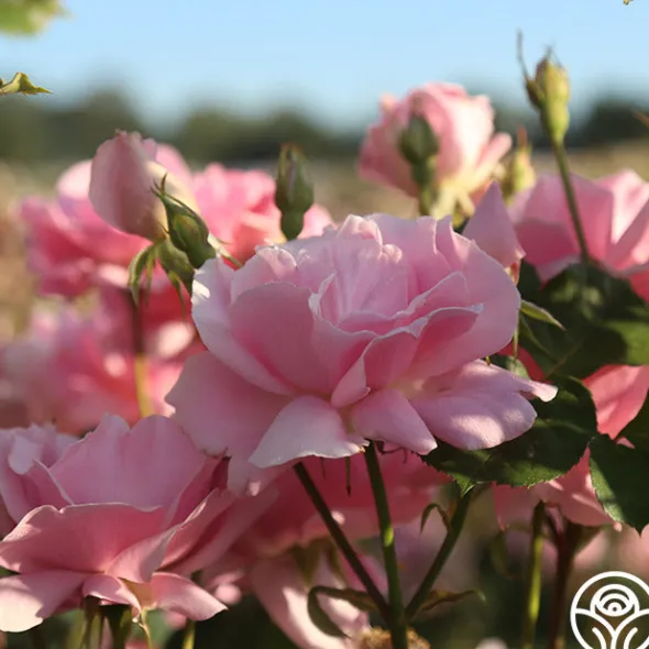 Heirloom Roses Amiga Mia Discount